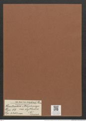 Hantzschia amphioxys var. erythraea Grun. (de-Toni-Nr.: Genus 50, Species 2204) Zeichnungen Sammlung Grunow Mappe 02422 (Herbarium_W_Grunow_drawings_Folder_02422)